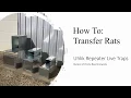 Uhlik Repeater Live Traps - Rat Transfer