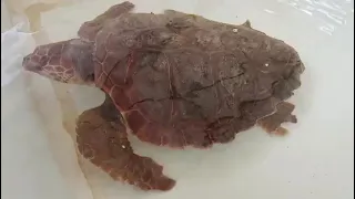                     دندنها