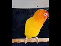 Lagu LOVEBIRD lutino mata merah