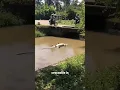 Download Lagu Don't Fall for This Crocodile's TRICK! 😳