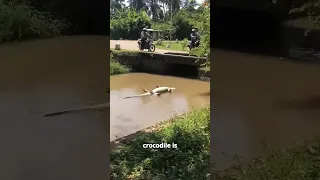 Don T Fall For This Crocodile S TRICK 