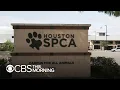National animal welfare nonprofit ASPCA faces spending criticism
