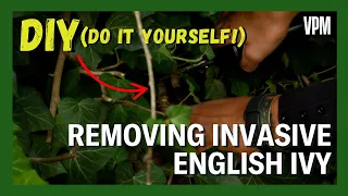 Tips For Removing Invasive English Ivy From Your Garden 