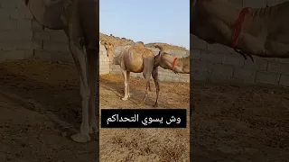 جمل فحل  جمل فحل