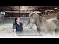 Download Lagu Meet Jasper, the Champagne Tennessee Walking Rescue Horse Who Was Scared