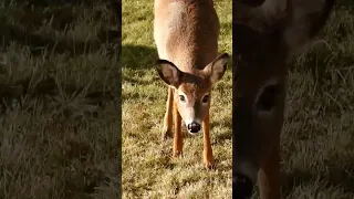 Deer Canada Truro Trurons Novascotia Truronovascotia Animal Explore Explorenovascotia 