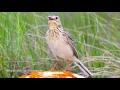 Download Lagu Sprague's Pipit Song