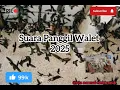Download Lagu Suara Panggil Walet 2025