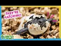 Where Did All These Baby Turtles Come From Earth Rangers