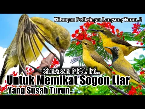 Download MP3 Suara Pikat Burung Sogon. Paling Jahat. Hitungan Detik Langsung Turun..