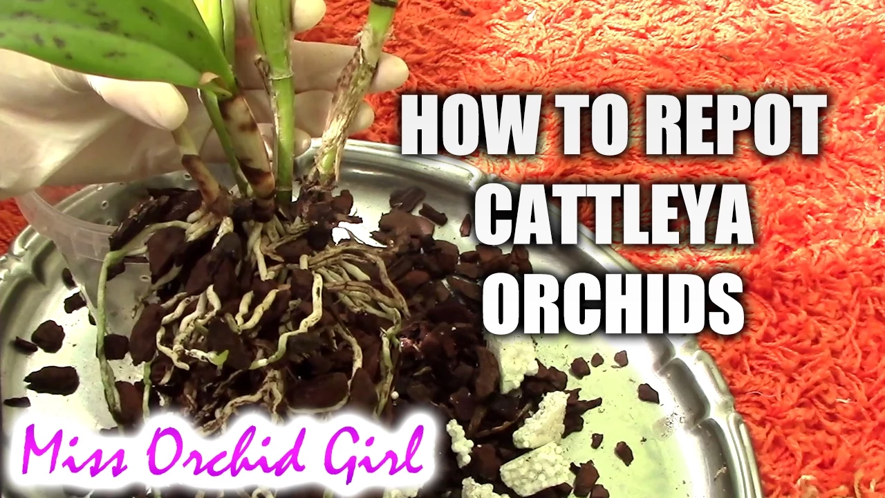 HOW TO REPOT A CATTLEYA ORCHID