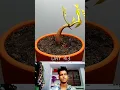 120 Days in 1 Min - Growing Durian Tree From Seed | Timelapse