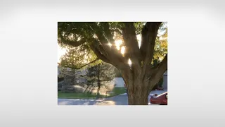 Wii U Mii Maker Slowed Reverb Bird Sounds 