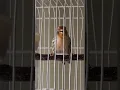 Download Lagu #طائر_الحسون #kenari #canario #canary #canarias #animals #shorts #short #shortvideo #canarysinging