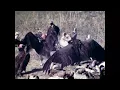 Download Lagu Feathered Voracity - 16mm film - 1960's
