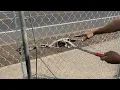 How To Stretch a Chain Link Fence From Start To Finish
