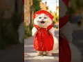 Download Lagu Dudi dudi dum dum 🍼👶 #shorts #shortsfeed #dudidudidam #catshorts