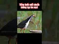 Lagu Tiếng quốc mồi chuẩn mp3 | White-breasted Waterhen sound call