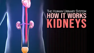 The Kidneys - The Human Urinary System (Part 1)