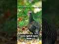 Download Lagu Suara pikat ayam hutan hijau