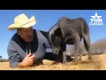 World Famous Skidboot Texas Smartest Blue Heeler TCR Classic