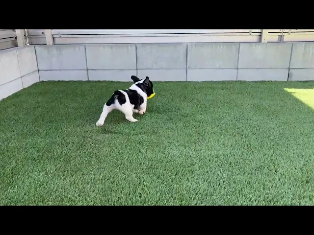 動画