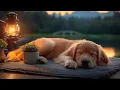 Download Lagu 12 Hours Calming Dog Music🎵Gentle Sleep Sounds for Dogs 🐶Anti Separation Anxiety💖