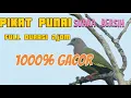 Download Lagu SUARA PIKAT BURUNG PUNAI 1000% AMPUH‼️DURASI PANJANG