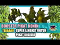 Download Lagu 🔴 DUA BETINA BERTENGKAR 🔴 SUARA KHUSUS PIKAT BURUNG KOLIBRI NINJA (KONIN) - TERBARU 2022