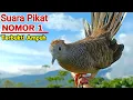 Download Lagu Perkutut Pikat Gacor TOP NOMOR 1 Untuk Pancingan Emosi Supaya Bunyi
