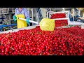Download Lagu Cherry Harvest Process | How Cherries Are Packed In The Factory | Modern Cherry Harvesting Machine