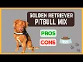 Golden Retriever Pitbull Mix Friendly and Outgoing Pros Cons