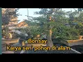 Download Lagu Bonsay Seni  Replika pohon Di Alam
