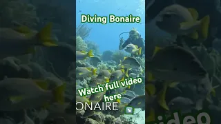 #Diving #Bonaire #sailingadventures #solosailing #sailing #world #circumnavigation