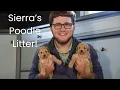 Sierra s Poodle Litter Name Day