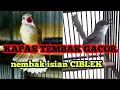Lagu KAPAS TEMBAK GACOR nembak isian CIBLEK