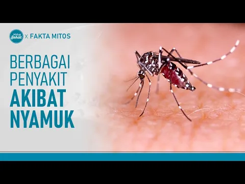 Tak Hanya DBD! Ini Berbagai Penyakit yang Disebabkan Gigitan Nyamuk