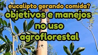 Eucalipto gerando comida? Objetivos e manejos no uso agroflorestal - Vida na Pampa
