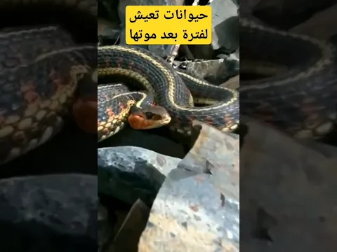 هذه الحيوانات تستطيع العيش لفترة بعد موتها