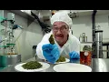 CANNABIS 101 with Jim Belushi