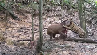 trail cam captured incredible footage of wild animals at a fruit tree in the foothills 