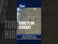Turkeys cross Milwaukee highway