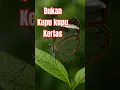 Download Lagu KUPU KUPU KERTAS BUKAN⁉️ The glass butterfly from americas ‼️ #animalknowledge #wildlife #animals