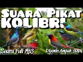 Lagu Suara pikat burung kolibri - suara pikat burung merdu | kolibri ribut | suara full mp3