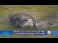 Florida Conservation Groups Set Stage for Lawsuit Over Manatee Protections