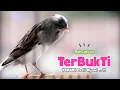 Kenari GACOR Panjang !!! Suara PANCINGAN KENARI PAUD Belajar BUNYI Ngeriwik - MASTERAN Kenari PAUD
