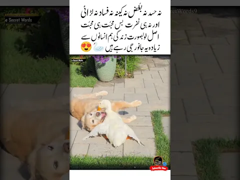 Khubsurat Zindgi 🪿❤Animals Love Quotes | Motivational video | Golden words | Heart touching #shorts