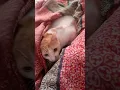 Our funny cat