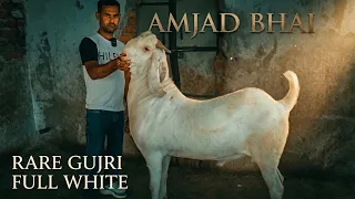 Rare Gujri Full White At Amjad Goat’s 
