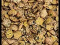 Making Asian Crispix Mix